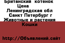 Британский  котенок  › Цена ­ 4 000 - Ленинградская обл., Санкт-Петербург г. Животные и растения » Кошки   